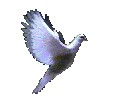 Peace, Justice and Success
